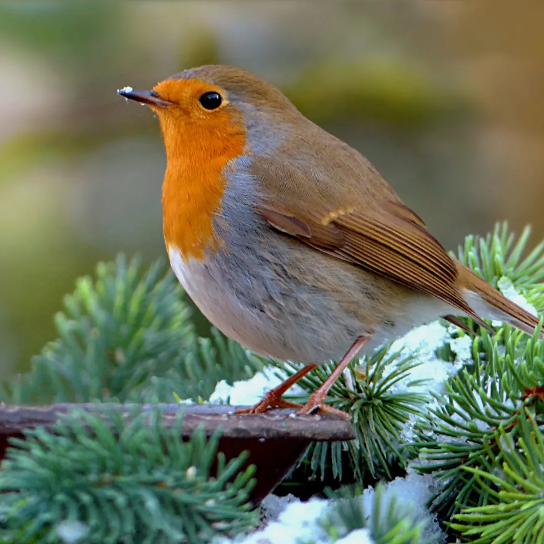 Eco-Friendly Irish Wooden Robin Nest Box